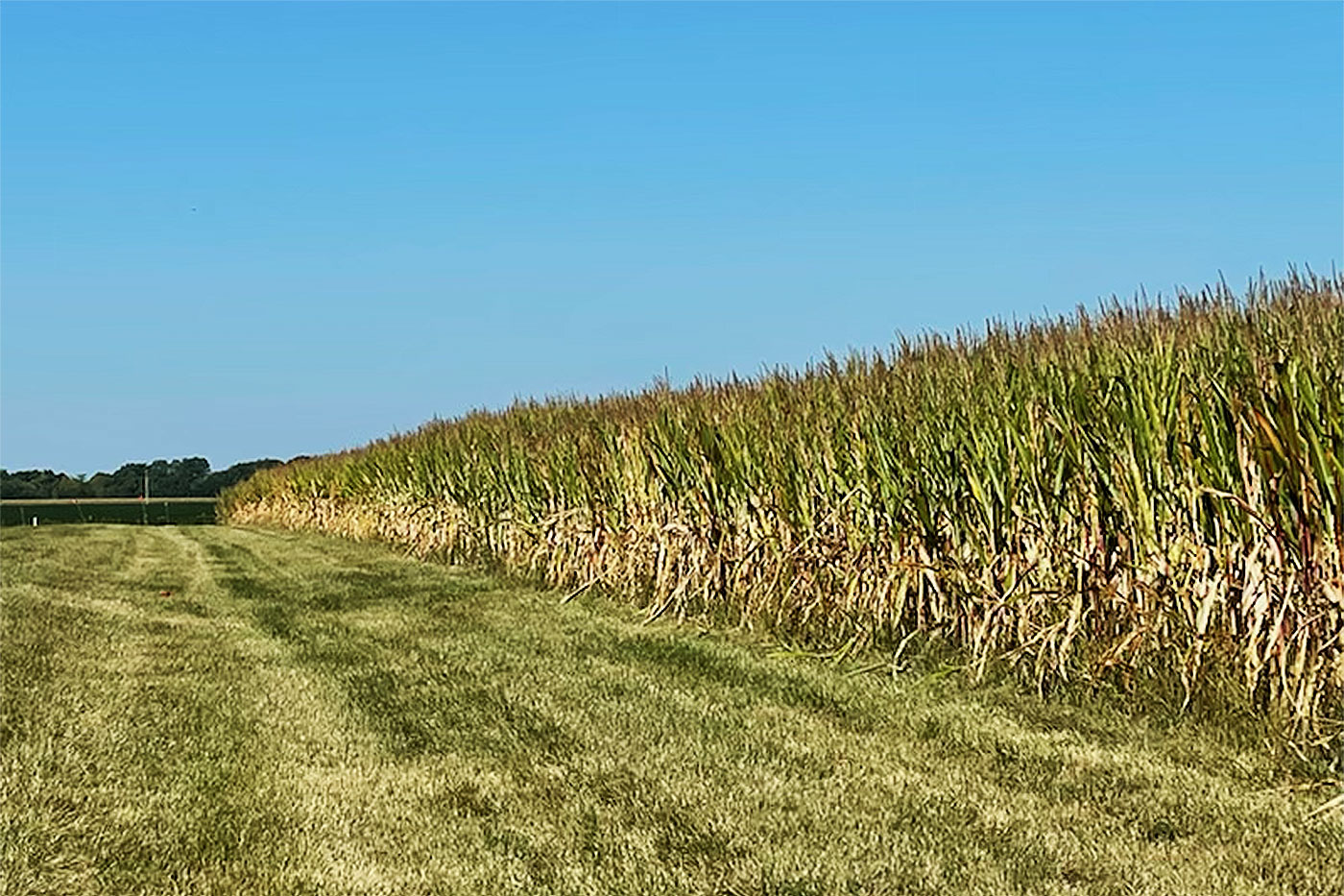 field of corn next to open area